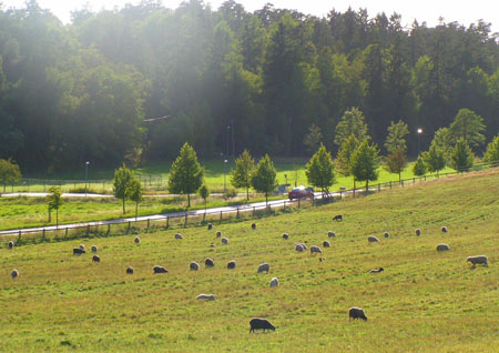 På Elfvik finns ett levande jordbruk med får.